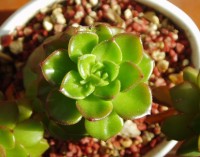 新手必看，盆栽养花知识大全，从入门到精通